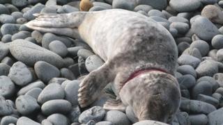 Seal