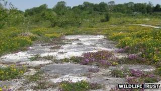 Wild thyme at Cherry Hinton Chalk Pits Nature Reserve