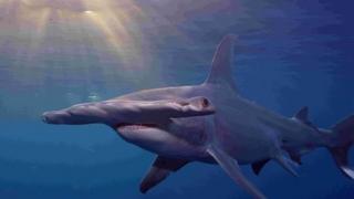 Three varieties of hammerhead will now be regulated under Cites for the first time, a move that campaigners say will help save the species