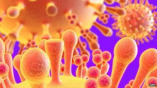 H1N1 virus