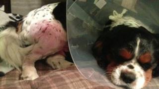 Injured King Charles Spaniel, Spot