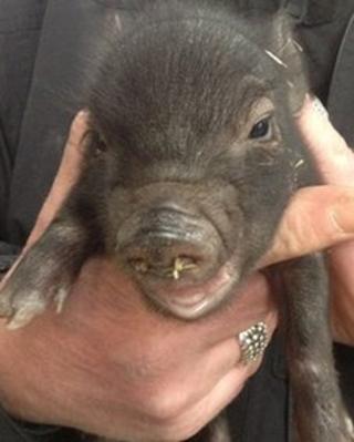 Micro pig at Newham Grange Farm