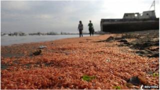Dead prawns washed ashore in Chile