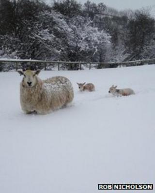 Lambs chest deep in snow at Cannon Hall Farm in Barnsley