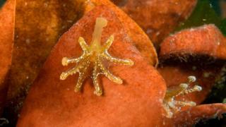 Stalked jellyfish