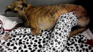 Shot lurcher