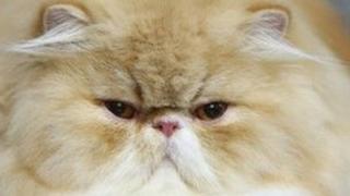 A cat