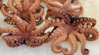 Octopuses on ice