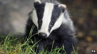 A badger