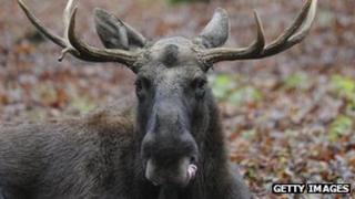 A European elk (file image)