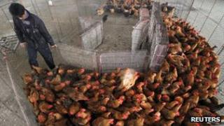 Poultry market in Nanjing