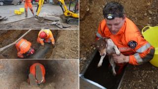 Lulu the dog was saved in a six hour rescue