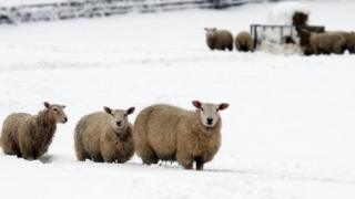 Sheep in snow in Flintshire