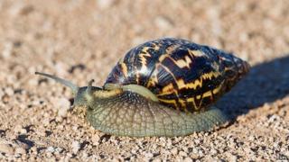 Giant African land snail