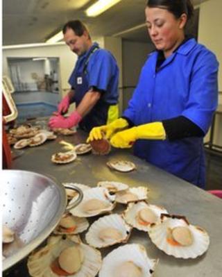 Scallop processing