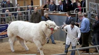 Vexour Garth in the ring at auction