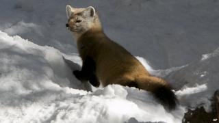 Pine marten