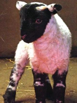 River the lamb