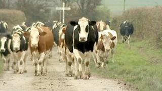 Cattle