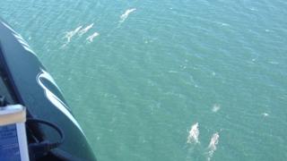 Sperm whales Pic: Denis McCormack