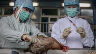 Scientists inspect chicken