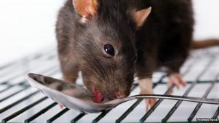 Rat