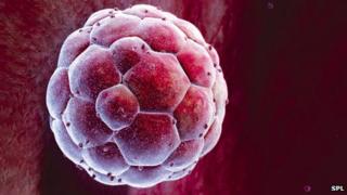 Early embryo