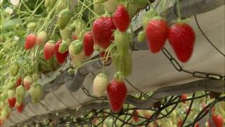 Strawberries