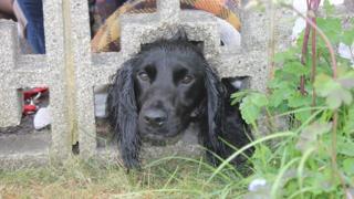 Cocker spaniel with head stuck in wall