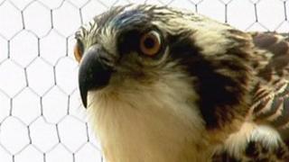 Osprey
