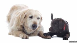 Big and little dog