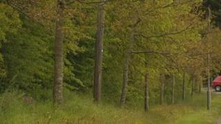 Launceston trees