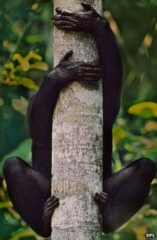 Bonobo on branch