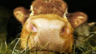 Cow (file image)