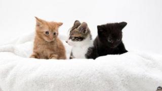 Kittens