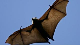 A flying fox