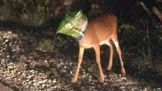 Deer with crisp bag on its head