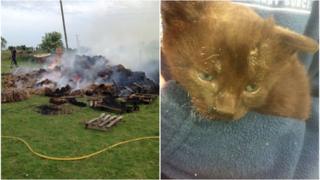 Haystack fire and rescued kitten