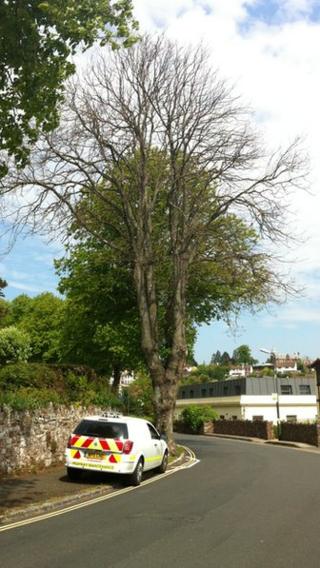 poisoned lime tree