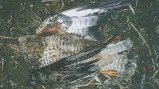 Dead buzzard
