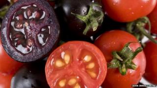 Purple tomatoes which have been genetically modified next to normal red tomatoes
