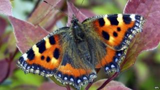 Small tortoiseshell butterfly