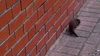 Otter near The Meadows in Chelmsford