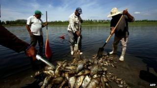 Fisherman collect dead fish piled up in the banks of the lagoon of the Hurtado dam in Acatlan de Juarez, Jalisco state, Mexico on July 1