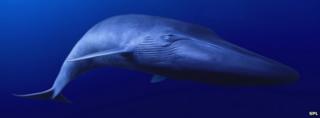 Blue whale