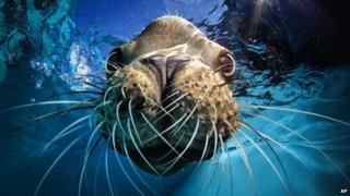 sealion looking into a camera