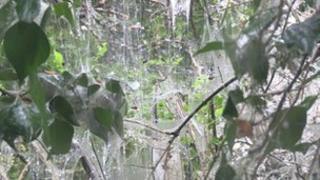Cobwebs