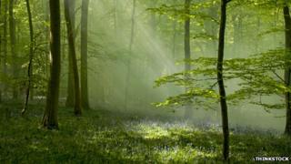 Oak supports a wealth of wildlife