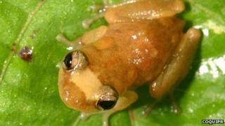 Eleutherodactylus juanariveroi frog