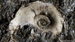 Fossil